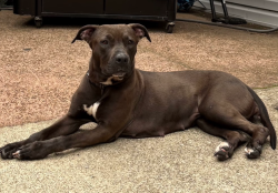 Shelter Stray Female Dog last seen Avenue U, BROOKLYN, NY, 11223, 3139 Veterans Rd W, Staten Island, NY 10309, USA