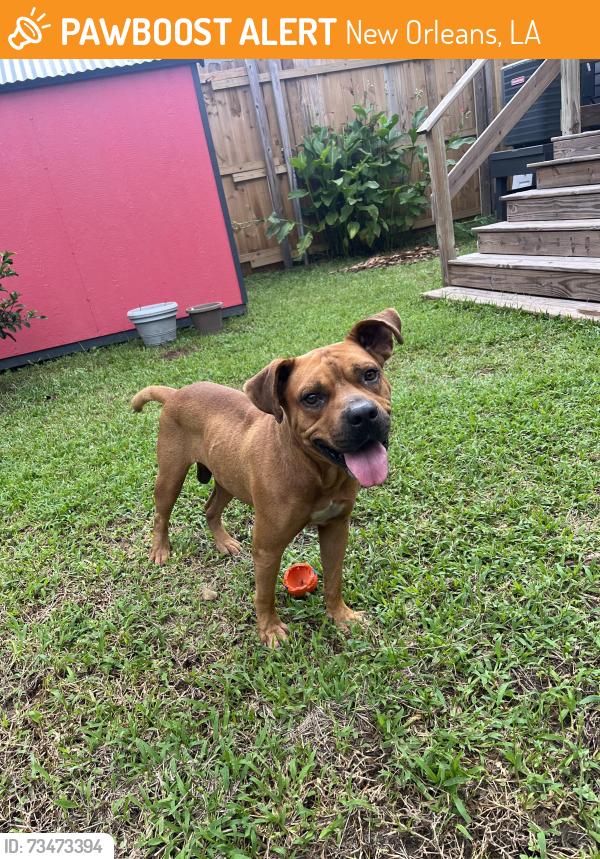 Found/Stray Male Dog last seen A.P. Turead and St. Bernard Ave., New Orleans, LA 70116