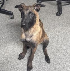 Shelter Stray Male Dog last seen Near S Fig Street, Escondido, CA, 92025, Escondido, CA 92027, USA