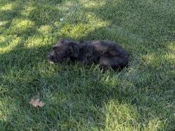 Found/Stray Unknown Dog last seen 34th and arthington, Indianapolis, IN 46218