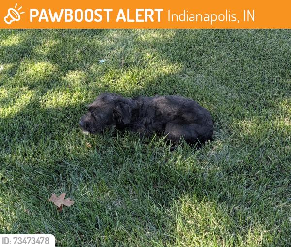 Found/Stray Unknown Dog last seen 34th and arthington, Indianapolis, IN 46218