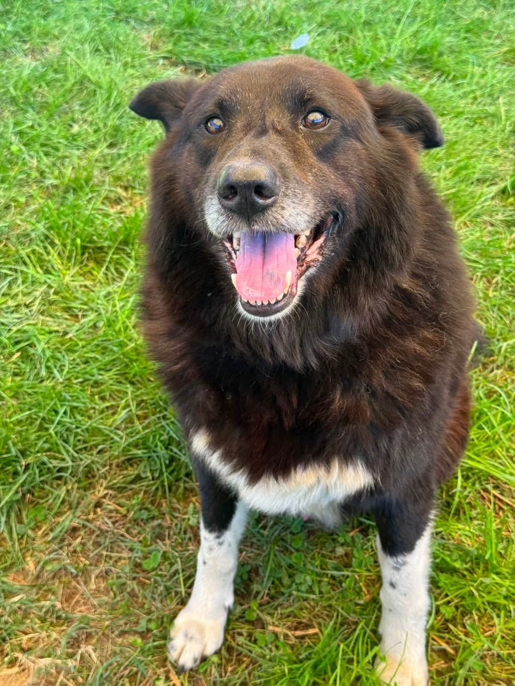 Shelter Stray Male Dog last seen Near Waterview Drive, CURTIS BAY, MD, 21226, 411 Maxwell Frye Rd, Millersville, MD 21108, USA