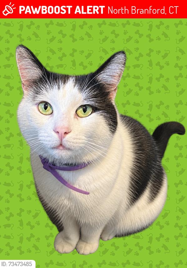 Lost Male Cat last seen North Farms Park, North Branford, CT 06471