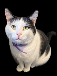 Lost Male Cat last seen North Farms Park, North Branford, CT 06471