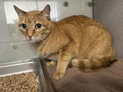 Shelter Stray Male Cat last seen Near E 700 S, SALT LAKE CITY, UT, 84111, 511 W 3900 S, Salt Lake City, UT 84123, USA