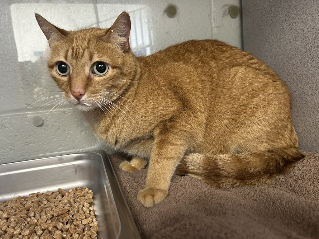Shelter Stray Male Cat last seen Near E 700 S, SALT LAKE CITY, UT, 84111, 511 W 3900 S, Salt Lake City, UT 84123, USA