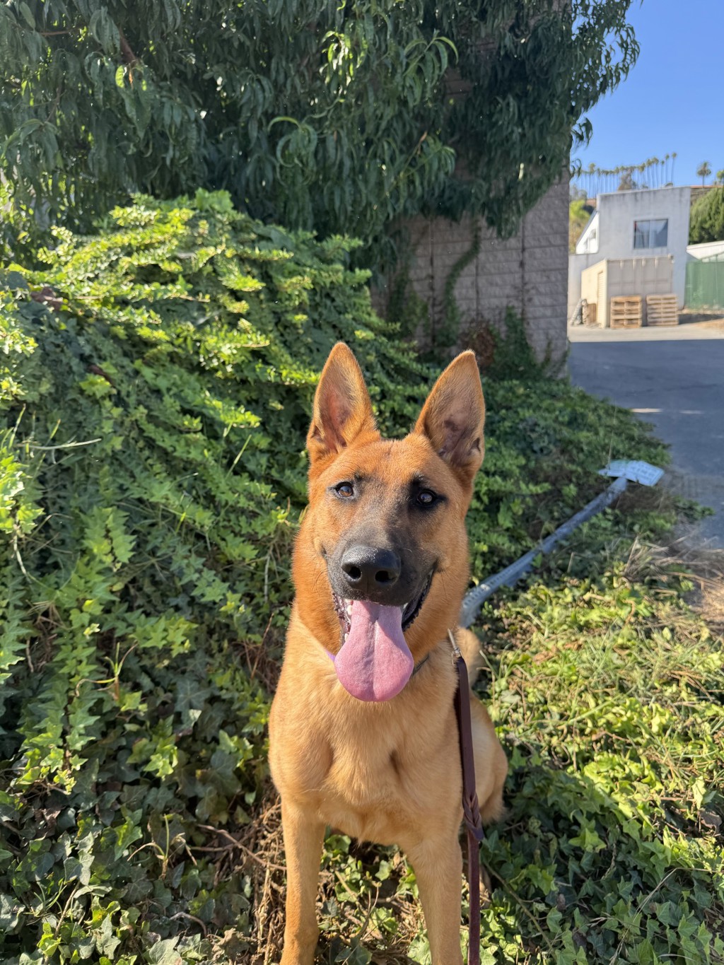 Shelter Stray Male Dog last seen Near Sinkler Way, Vista, CA, 92083, Oceanside, CA 92058, USA