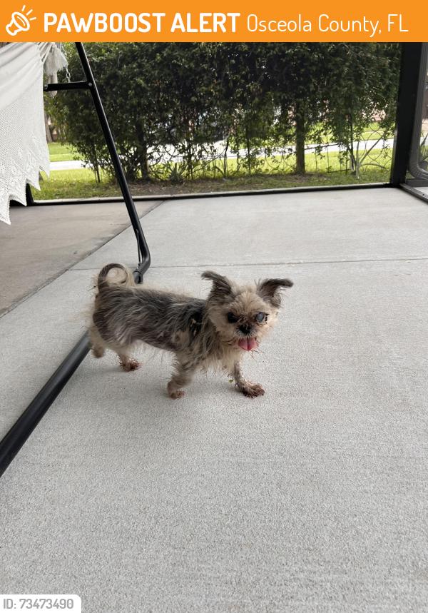 Found/Stray Female Dog last seen Hybrid Dr, Osceola County, FL 34758