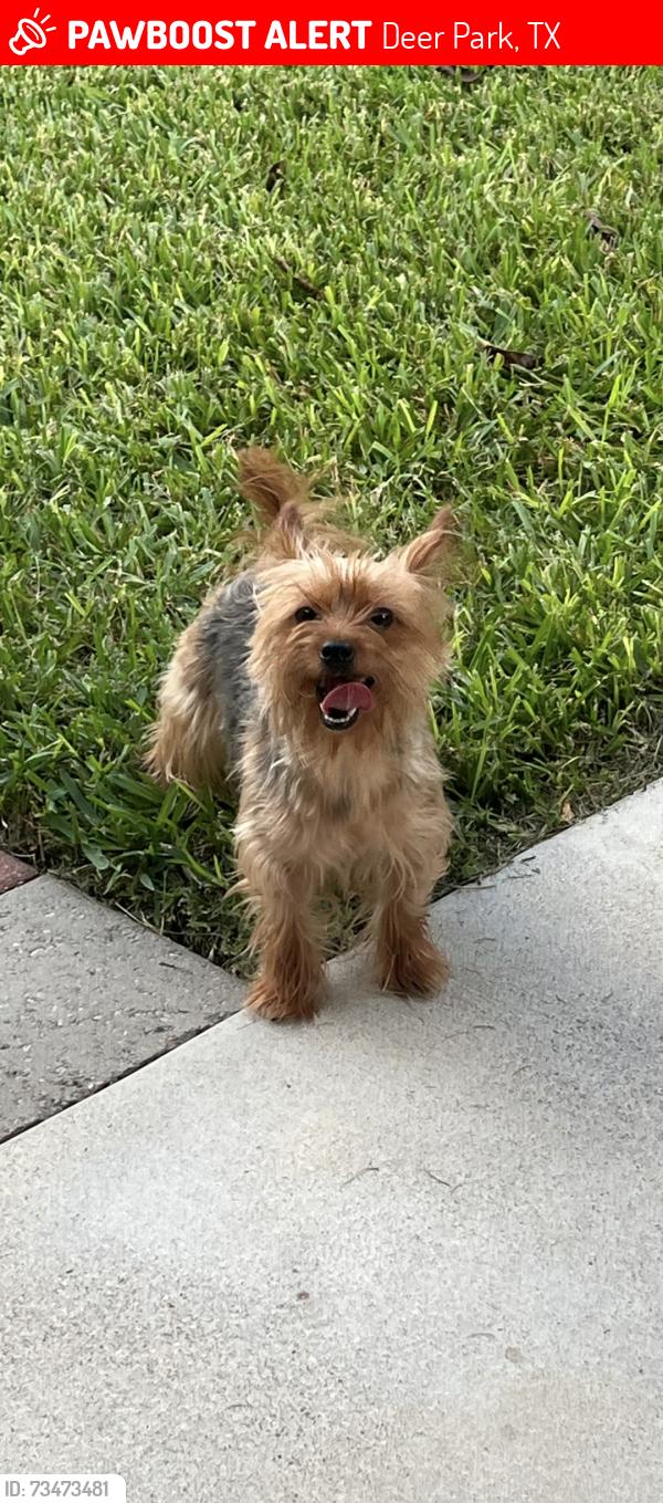 Lost Female Dog last seen Lurella ave deer park tx, Deer Park, TX 77536