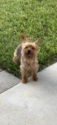 Lost Female Dog last seen Lurella ave deer park tx, Deer Park, TX 77536