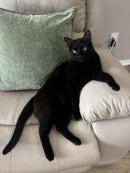 Lost Male Cat last seen Trinity mill gasolinera race, Dallas, TX 75287
