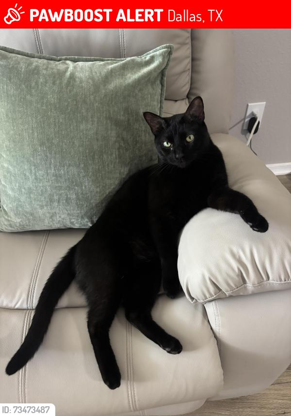 Lost Male Cat last seen Trinity mill gasolinera race, Dallas, TX 75287