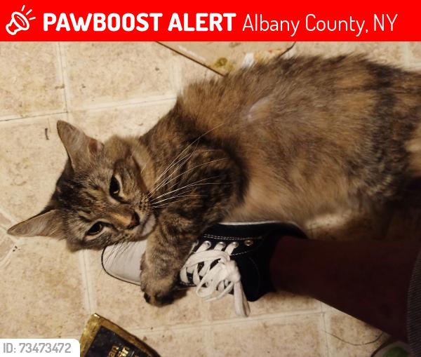 Lost Female Cat last seen Midway between Krumkill and New Scotland, Albany County, NY 12159