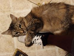 Lost Female Cat last seen Midway between Krumkill and New Scotland, Albany County, NY 12159