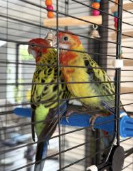 Lost Male Bird last seen Miami Lakes Dr. Nw 67th ave., Miami Lakes, FL 33014