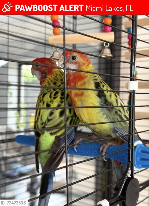 Lost Male Bird last seen Miami Lakes Dr. Nw 67th ave., Miami Lakes, FL 33014