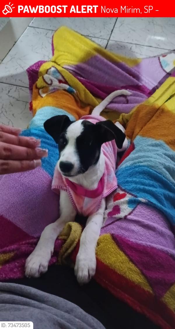 Lost Female Dog last seen Av. Ubirajara Keutenedjian, 505, Nova Mirim, SP 11700-007