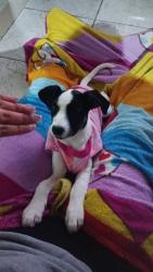Lost Female Dog last seen Av. Ubirajara Keutenedjian, 505, Nova Mirim, SP 11700-007