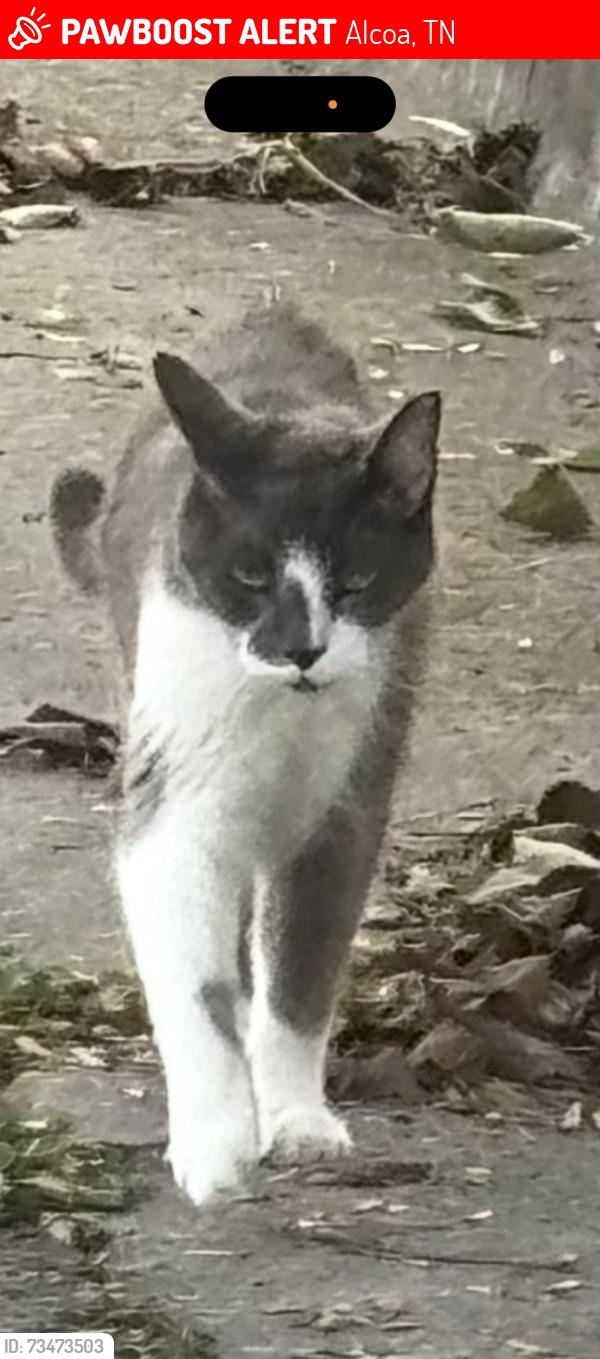 Lost Male Cat last seen Hunt and wright road, Alcoa, TN 37701
