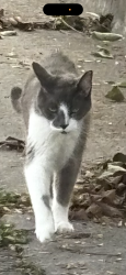 Lost Male Cat last seen Hunt and wright road, Alcoa, TN 37701