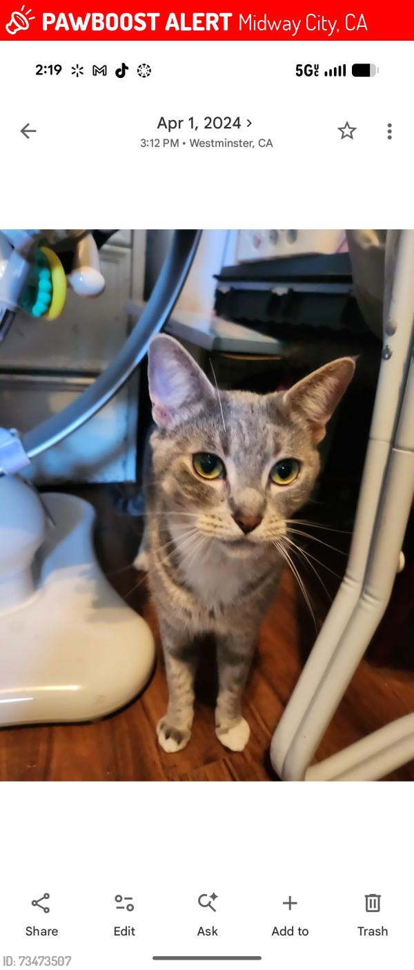 Lost Female Cat last seen Beach Blvd and McFadden Ave, Midway City, CA 92655