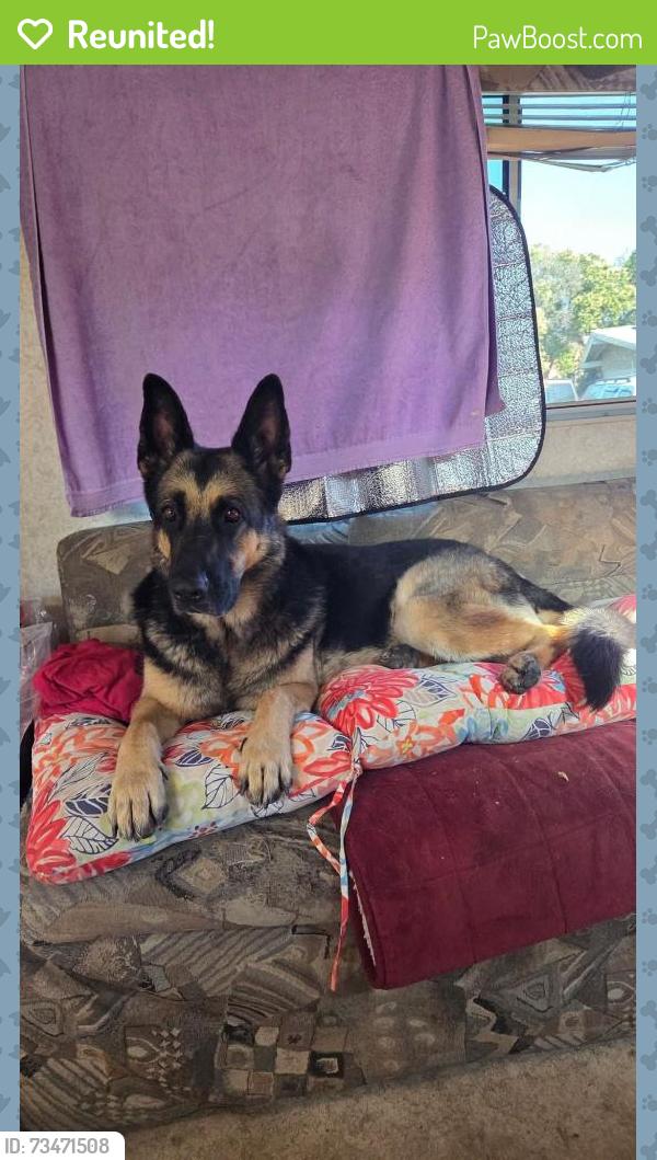 Reunited Female Dog last seen Shoshone and Cronese, Apple Valley, CA 92307