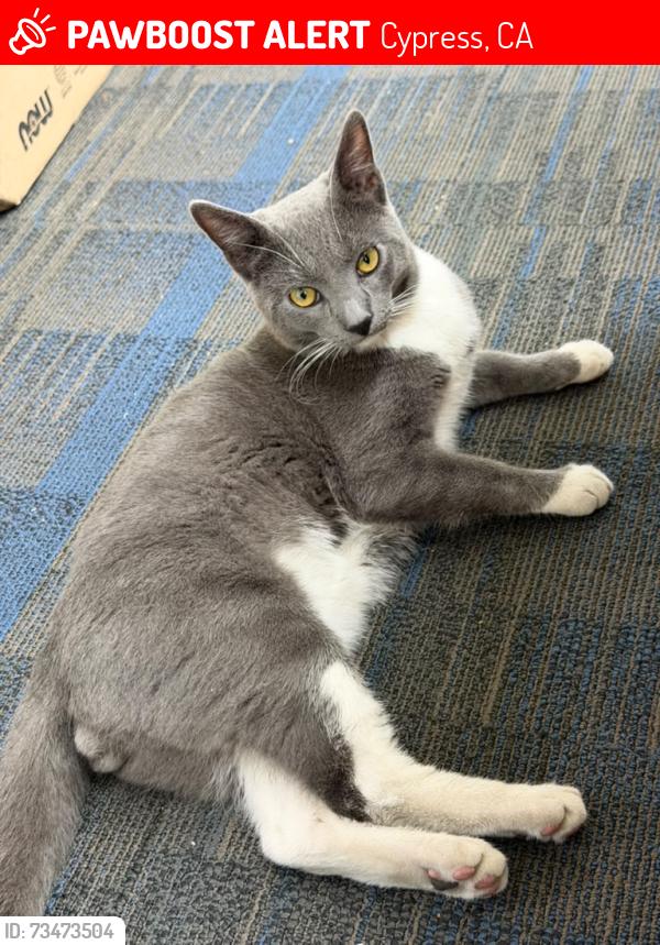 Lost Male Cat last seen Walker with Cerritos, Cypress, CA 90630