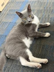 Lost Male Cat last seen Walker with Cerritos, Cypress, CA 90630