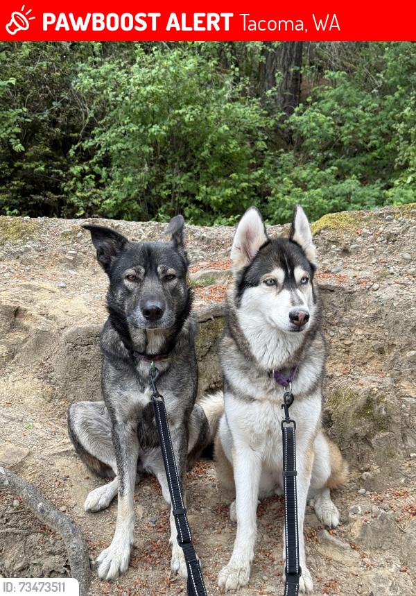 Lost Female Dog last seen Costco on 38th, Tacoma, WA 98409