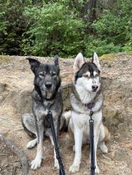 Lost Female Dog last seen Costco on 38th, Tacoma, WA 98409