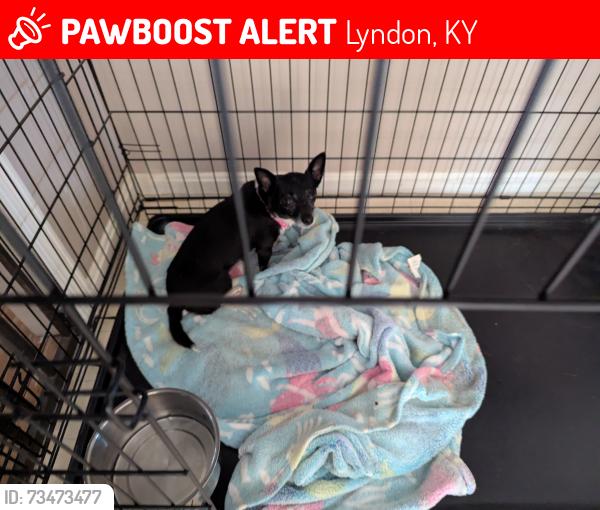 Lost Female Dog last seen Lyndon ln, Lyndon, KY 40222