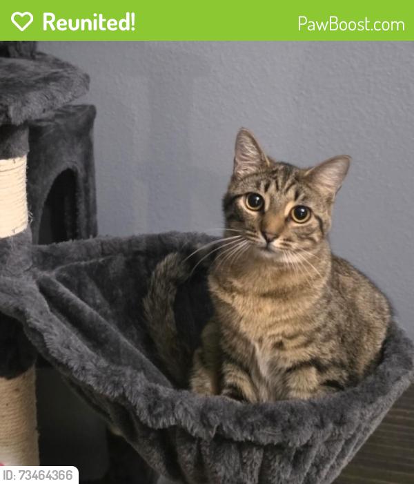 Reunited Female Cat last seen Kestrel Dr at Eagle Point, Groveland Fl, Groveland, FL 34736