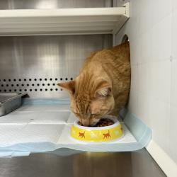 Shelter Stray Male Cat last seen , 244 Georgetown Rd, Jacksonville, NC 28540, USA