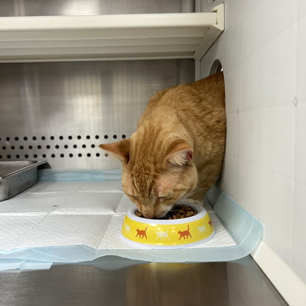 Shelter Stray Male Cat last seen , 244 Georgetown Rd, Jacksonville, NC 28540, USA