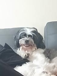Reunited Female Dog last seen Commercial blvd n sr7, Fort Lauderdale, FL 33309