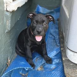Shelter Stray Female Dog last seen , 2350 Appling City Cove, Memphis, TN 38133, USA