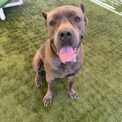Shelter Stray Male Dog last seen , 361 S Raymond Ave, Pasadena, CA 91105, USA