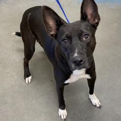 Shelter Stray Female Dog last seen , 2350 Appling City Cove, Memphis, TN 38133, USA