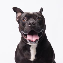 Shelter Stray Male Dog last seen , 3607 N Armenia Ave, Tampa, FL 33607, USA