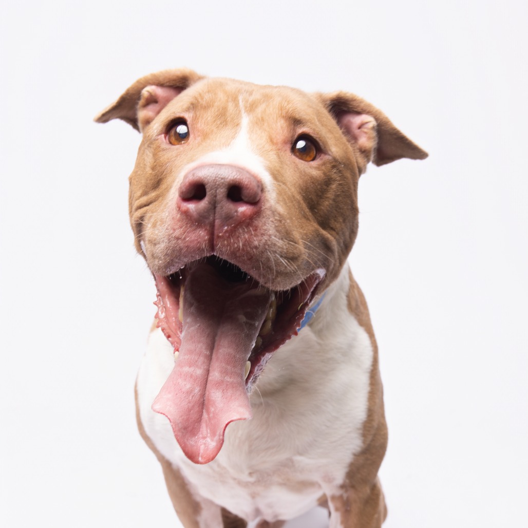 Shelter Stray Male Dog last seen , 3607 N Armenia Ave, Tampa, FL 33607, USA