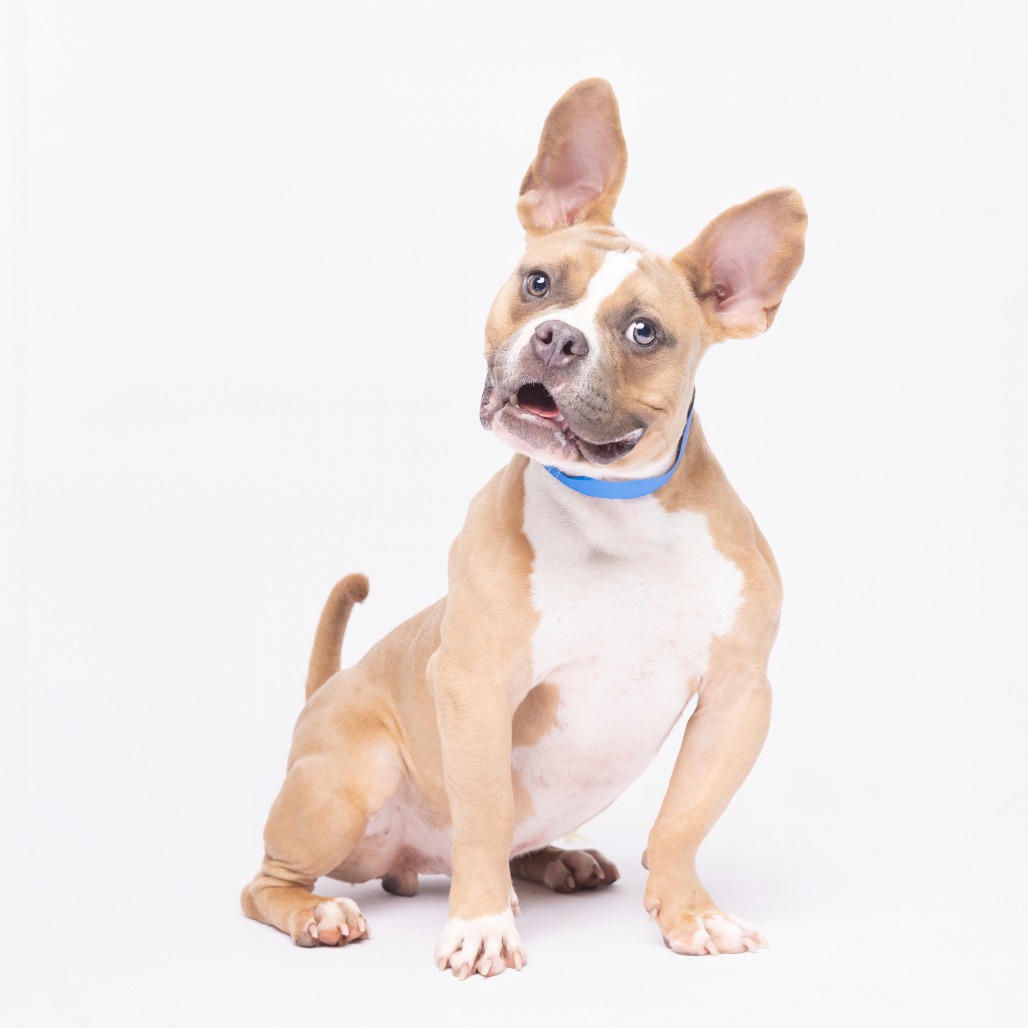 Shelter Stray Male Dog last seen , 3607 N Armenia Ave, Tampa, FL 33607, USA