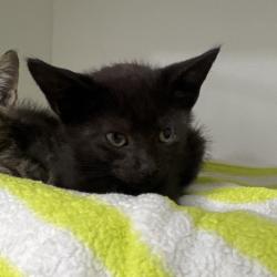 Shelter Stray Male Cat last seen , 3607 N Armenia Ave, Tampa, FL 33607, USA