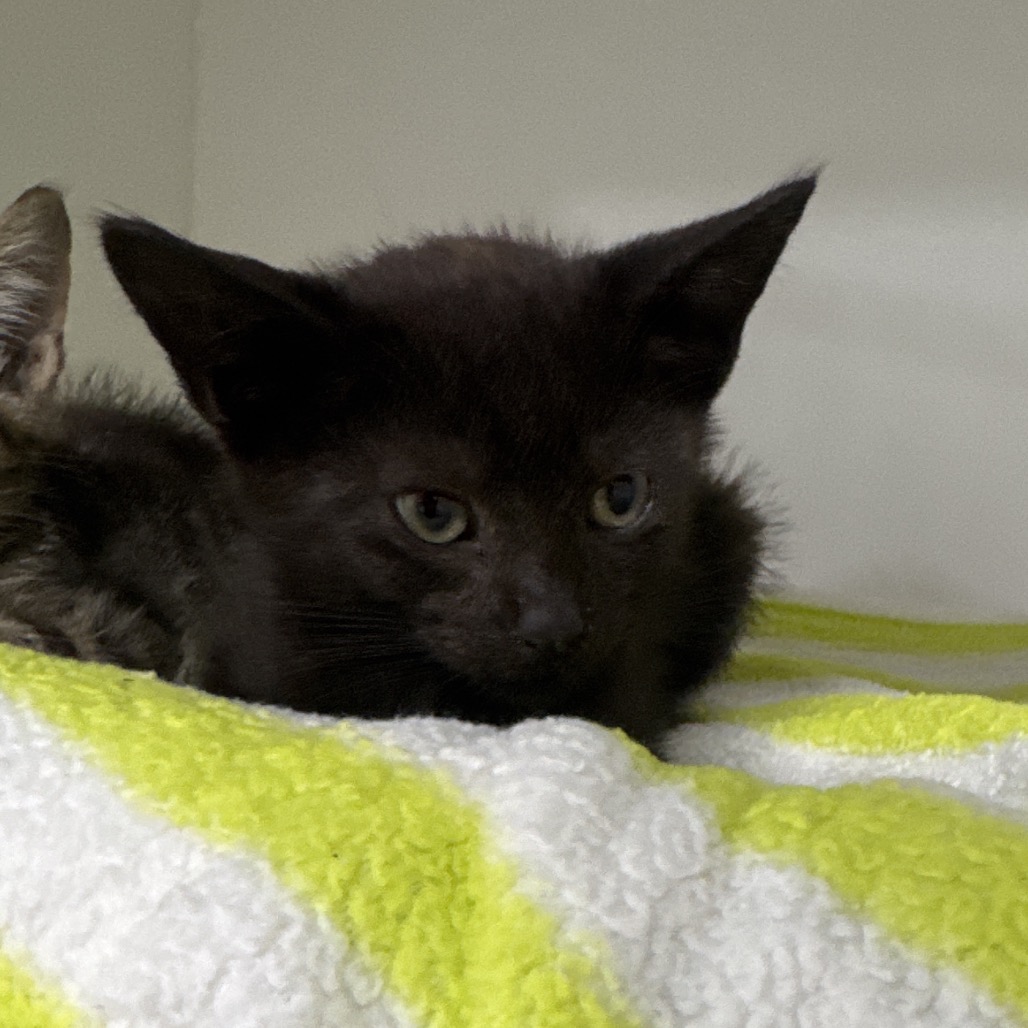 Shelter Stray Male Cat last seen , 3607 N Armenia Ave, Tampa, FL 33607, USA