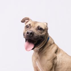 Shelter Stray Male Dog last seen , 3607 N Armenia Ave, Tampa, FL 33607, USA