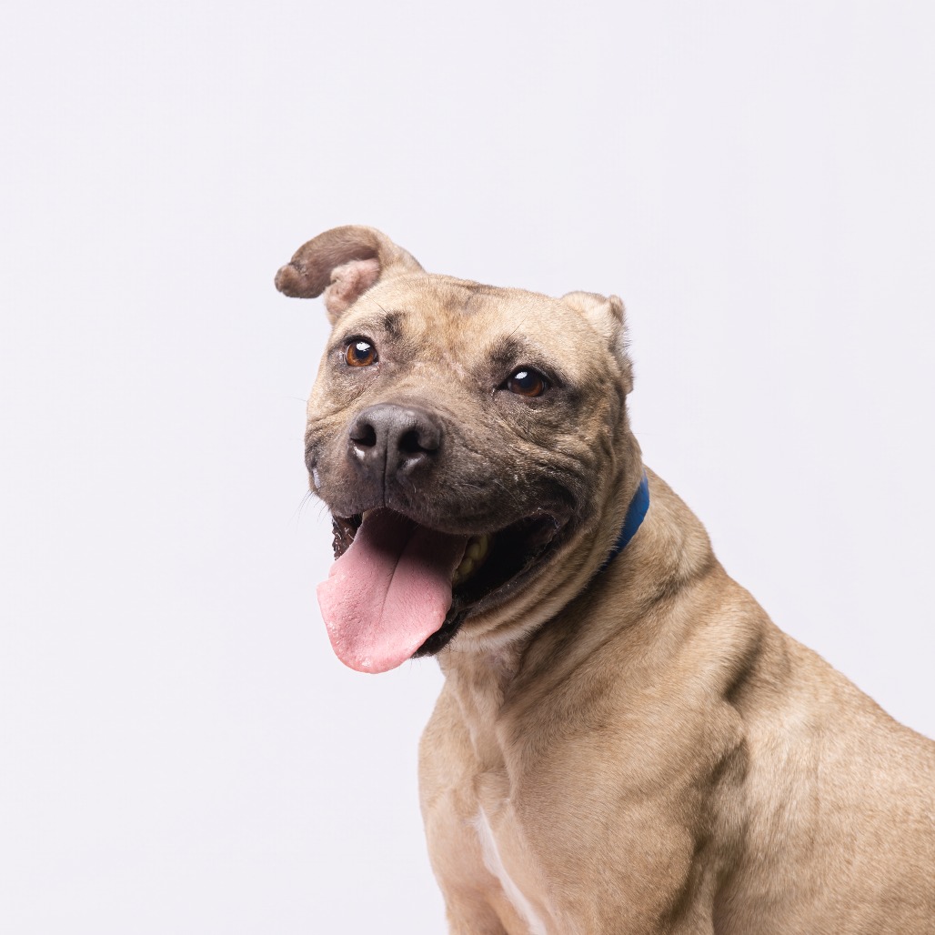 Shelter Stray Male Dog last seen , 3607 N Armenia Ave, Tampa, FL 33607, USA