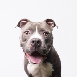 Shelter Stray Male Dog last seen , 3607 N Armenia Ave, Tampa, FL 33607, USA