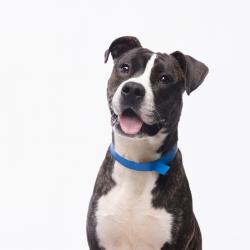 Shelter Stray Male Dog last seen , 3607 N Armenia Ave, Tampa, FL 33607, USA