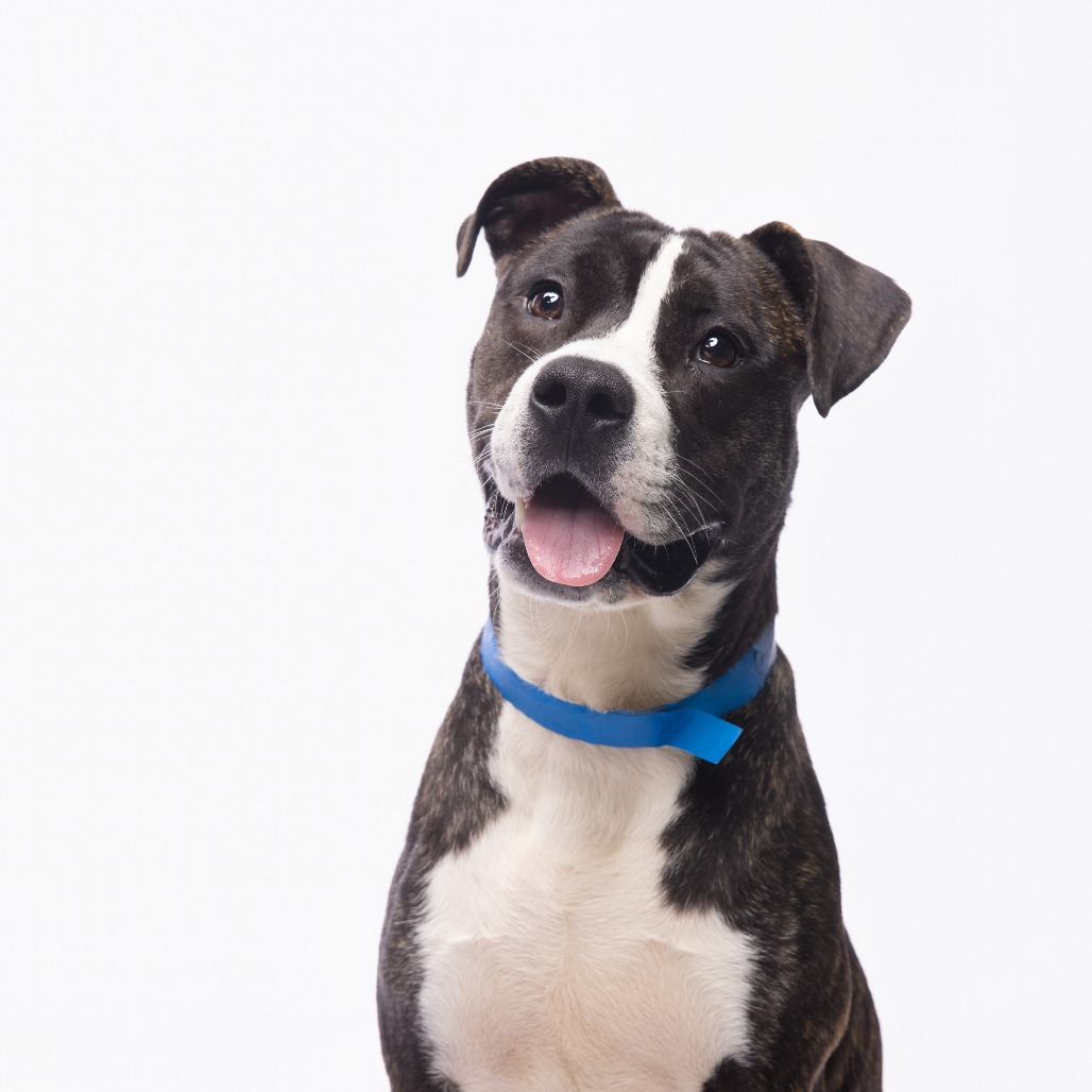Shelter Stray Male Dog last seen , 3607 N Armenia Ave, Tampa, FL 33607, USA