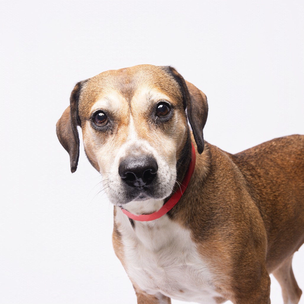 Shelter Stray Female Dog last seen , 3607 N Armenia Ave, Tampa, FL 33607, USA