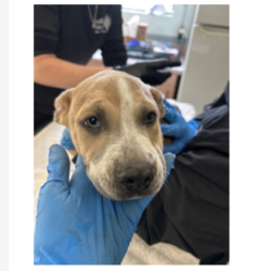 Shelter Stray Male Dog last seen , 3607 N Armenia Ave, Tampa, FL 33607, USA